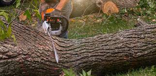 Trusted Three Way, TN Tree Care Experts
