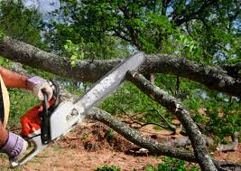 How Our Tree Care Process Works  in  Three Way, TN